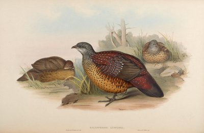 Galloperdix lunulata door John Gould